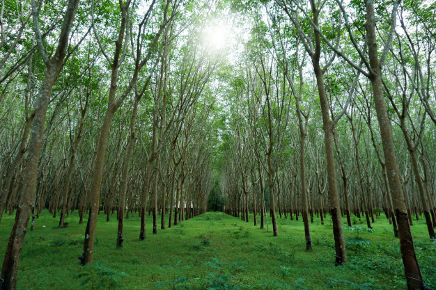Hevea Brasiliensis